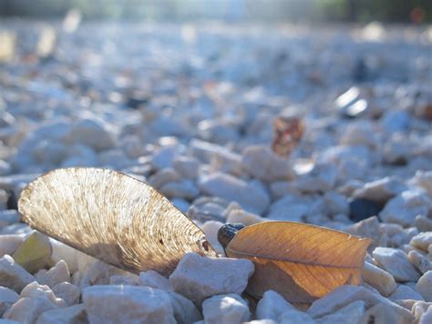 Free Images Landscape Sea Water Nature Sand Rock Winter Leaf