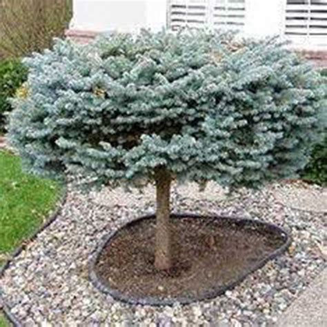 Dwarf Globe Blue Spruce Foothills Nurseries