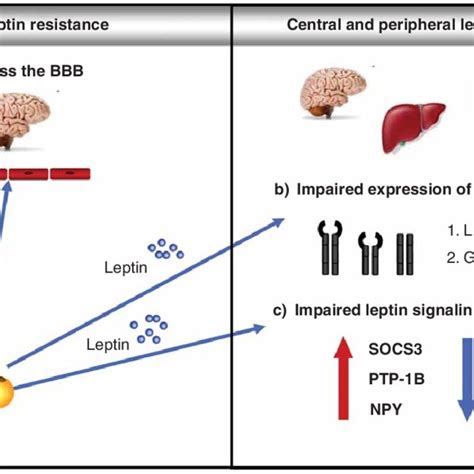 Illustration Showing The Main Signaling Pathways Activated By Leptin