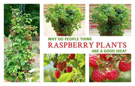 Why Do People Think Raspberry Plants are a Good Idea? - Home Gardeners