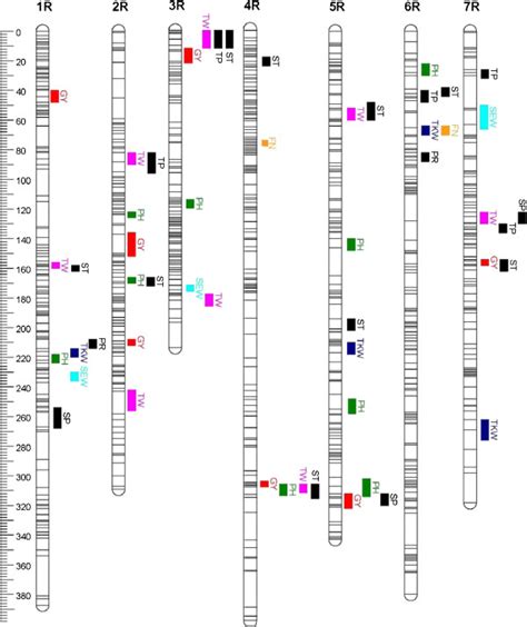 Genetic Linkage Map Of Population B And Detected Quantitative Trait