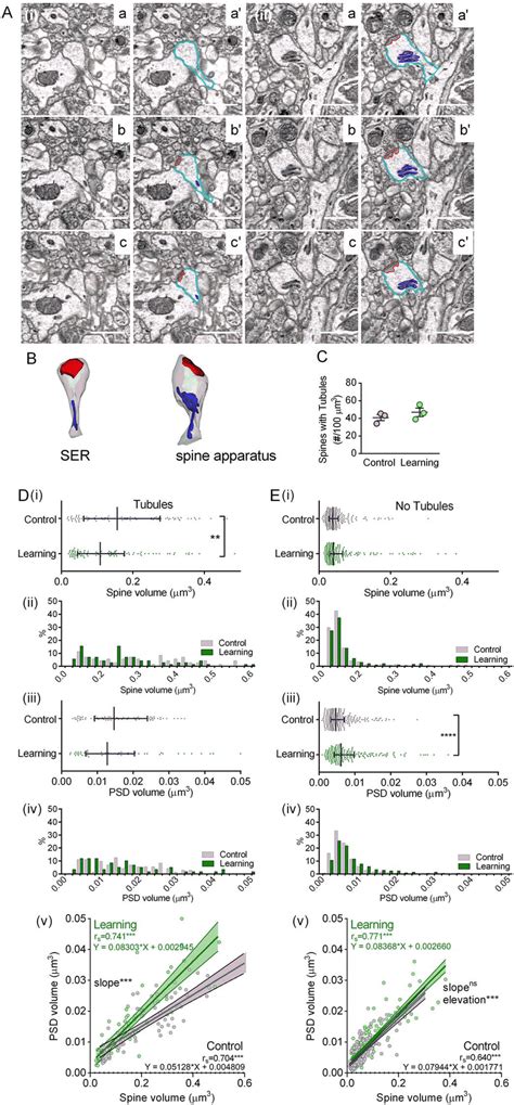 Training Induced Upscaling Of Psd Volume Occurs In Dendritic Spines