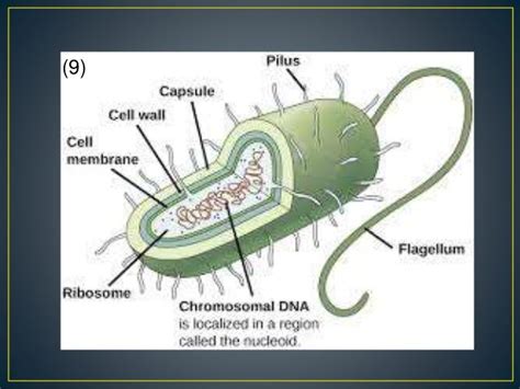 Archaebacteria Mixed