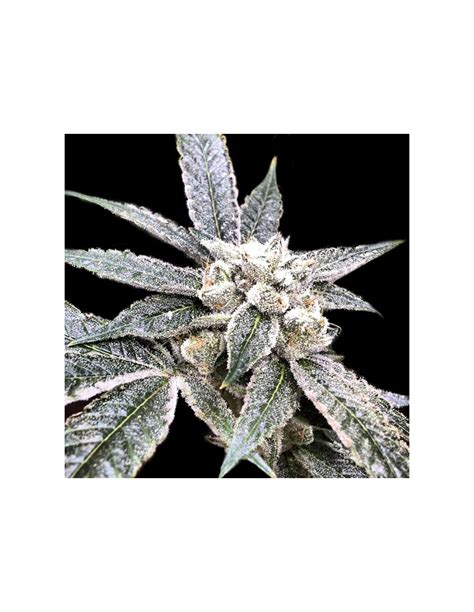 Golden Berry DNA Genetics Feminized Seeds Up To 30 Off