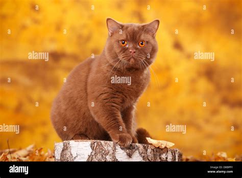 British Shorthair Cat Tomcat Cinnamon Britische Kurzhaarkatze Kater