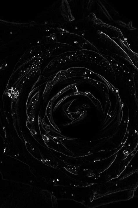 26 Black Rose iPhone Wallpapers - Wallpaperboat