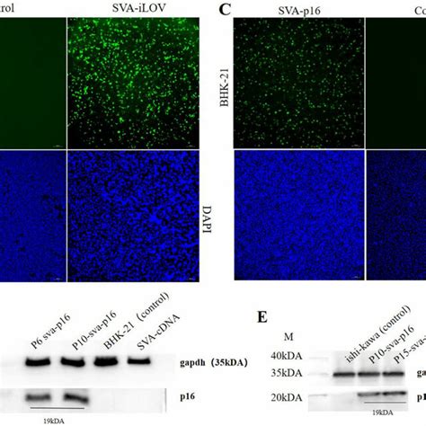 Recovery And Characterization Of Recombinant Virus A ST R And BHK 21