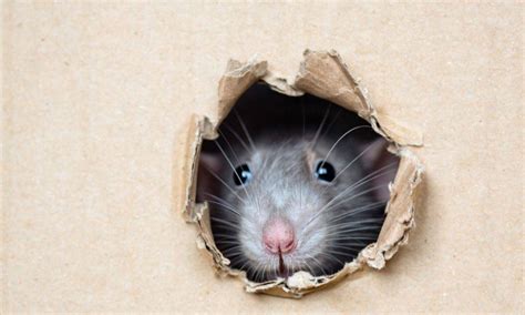 15 Cara Mengusir Tikus Dari Rumah Dengan Bahan Alami