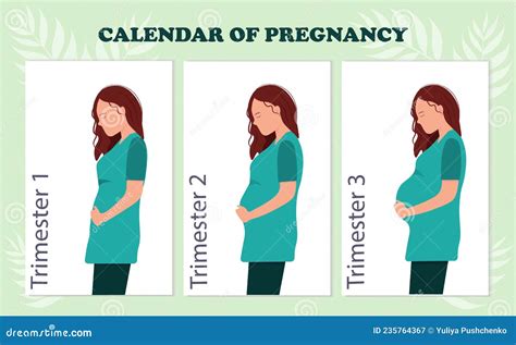 The Calendar of Pregnancy Trimesters with Pregnant Woman, Healthy ...