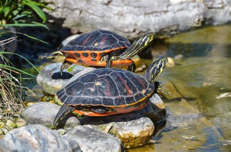 Cómo cuidar a una tortuga en casa Consumer