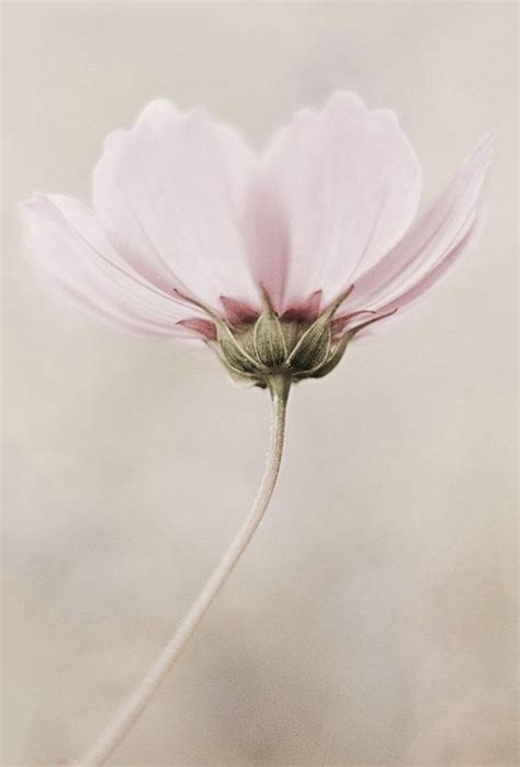 flowers pretty flowers beautiful flowers flowers photography