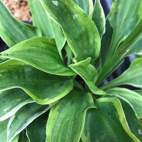 Hosta Golden Tiara árnyékliliom Florapont