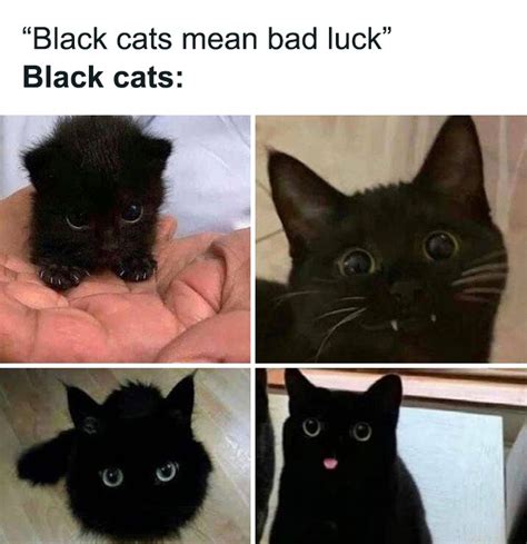 30 Adorable And Funny Posts From The Cats On Catnip Facebook Account