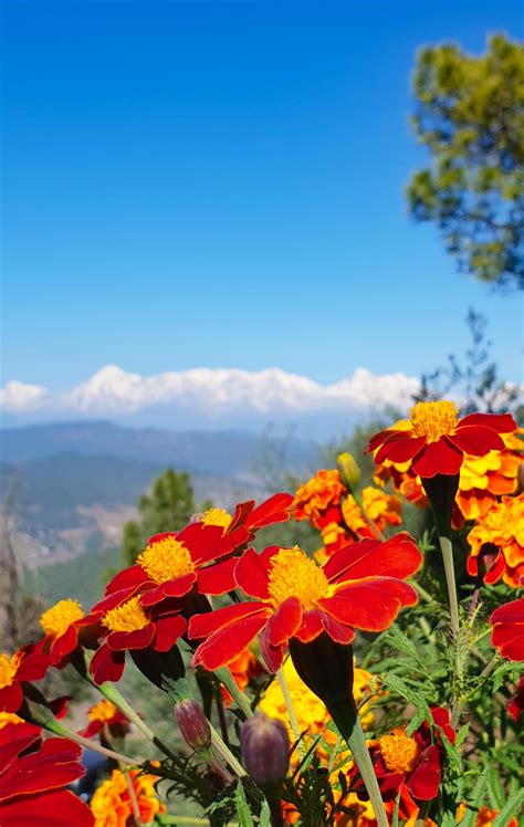 Found These Beautiful Vibrant Flowers With The Mighty Himalayas In The