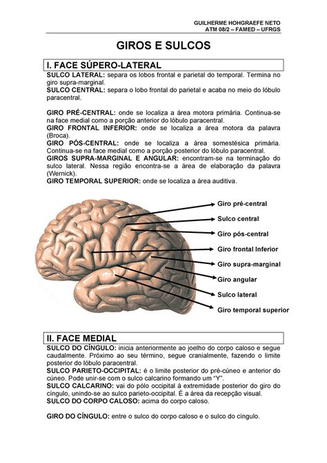 Cérebro Resumo De Neuroanatomia Guilherme Hohgraefe Neto Atm Famed