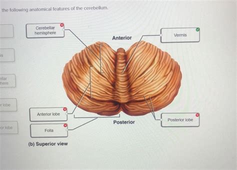 Pictures Of Cerebellum