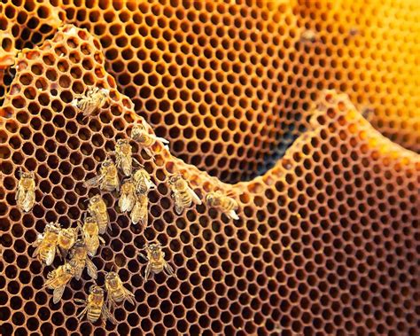 Inside A Beehive