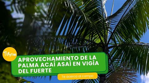 Aprovechamiento de la palma acaí asaí en Vigía del fuerte TvAgro por