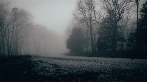 wallpaper fog, trees, forest, gloomy HD : Widescreen : High Definition ...