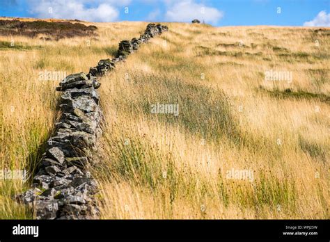 Rough Moorland Grasses And Drystone Wall Combs Moss Peak District National Park Uk Stock