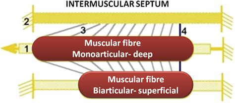 The Muscular Force Transmission System Role Of The Intramuscular