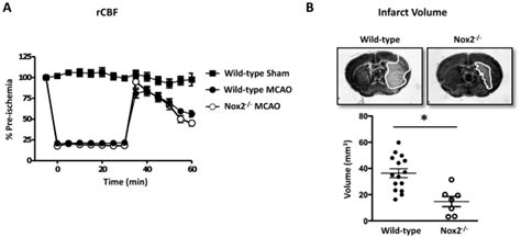 Regional Cerebral Blood Flow Rcbf N For Sham N For