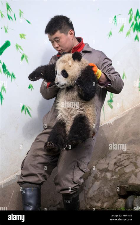 Giant Panda Ailuropoda Melanoleuca Keeper Carrying Six To Eight Month