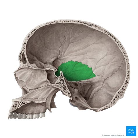 Squamous part of temporal bone (Pars squamosa ossis temporalis) | Bones, Anatomy of the neck ...