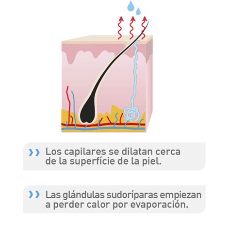 Sudoraci N Proceso Y Grados De Sudoraci N Driosec