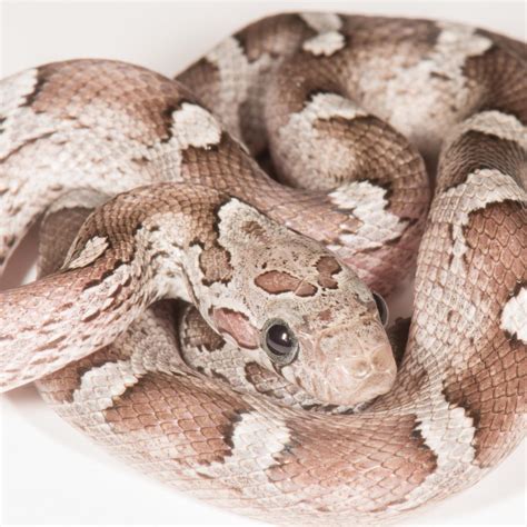 Cb Terrazzo Corn Snake Peregine