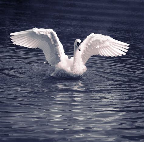 Swan Dance Stock Image Image Of Outdoors River Wing 6683599