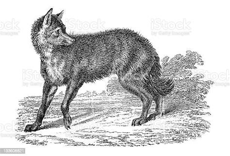 Ilustración De 19 Th Century Grabado De Un Jackal Y Más Vectores Libres