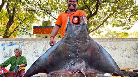 Kasimedu Cheetah Durai Kg Giant Stingray Fish Cutting In