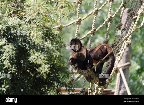 Black Horned Capuchin Hi Res Stock Photography And Images Alamy