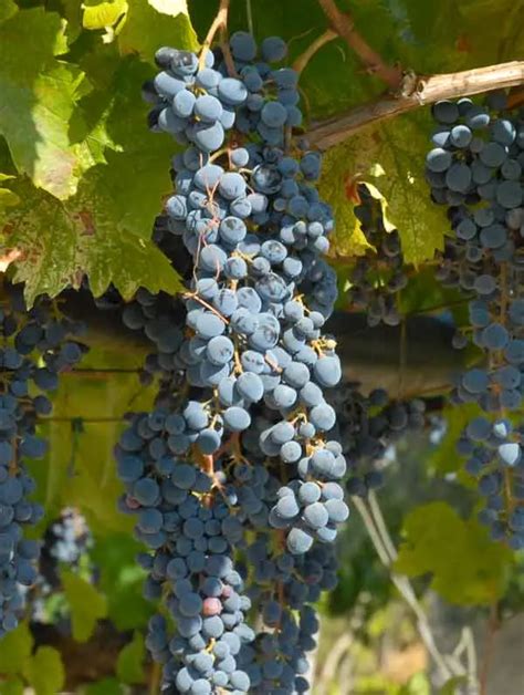 Italian Wine Grapes: Discover Italy's Rich Viticultural Heritage