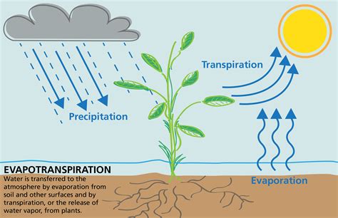 Types Of Transpiration In Plants