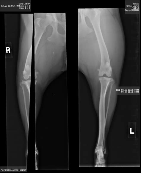 Is this hip dysplasia or misdiagnosed? Was healthy until started
