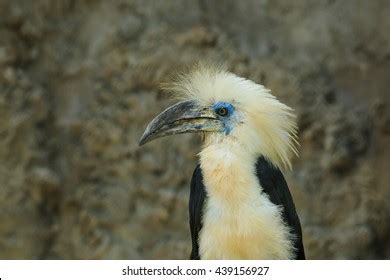 White Crowned Hornbill Berenicornis Comatusbird Thailandwildlifea Stock