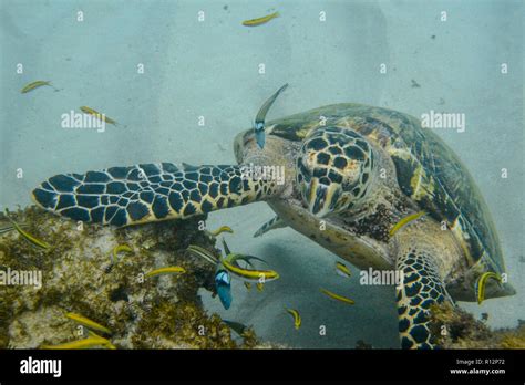 Underwater View Of A Hawksbill Sea Turtle Eretmochelys Imbricata