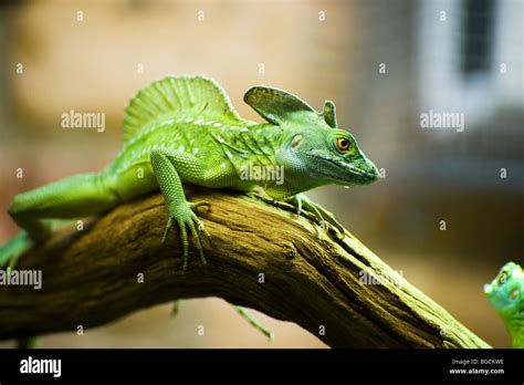 The Plumed Basilisk Basiliscus Plumifrons Also Called A Green