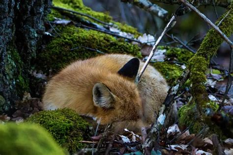 Where do Foxes Sleep? Sleeping Behaviors of Foxes - All Things Foxes