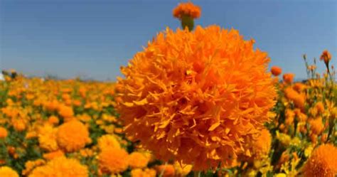 Ano Ang Marigold Na Bulaklak Ang Kahulugan At Kahulugan Nito