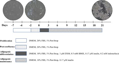 Adipogenic Differentiation Of Human Adipose Derived Stem Cells The