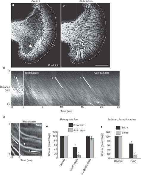 Myosin Ii Function In Peripheral Domain Retrograde Flow And Actin Arc