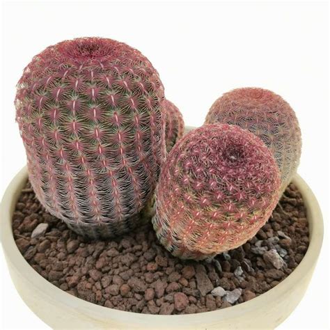 Echinocereus Rigidissimus Subs Rubispinus Cm Cactaceae