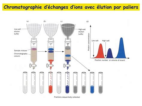 Ppt Chapitre 6 Techniques De Purification Des Protéines Isolement Des