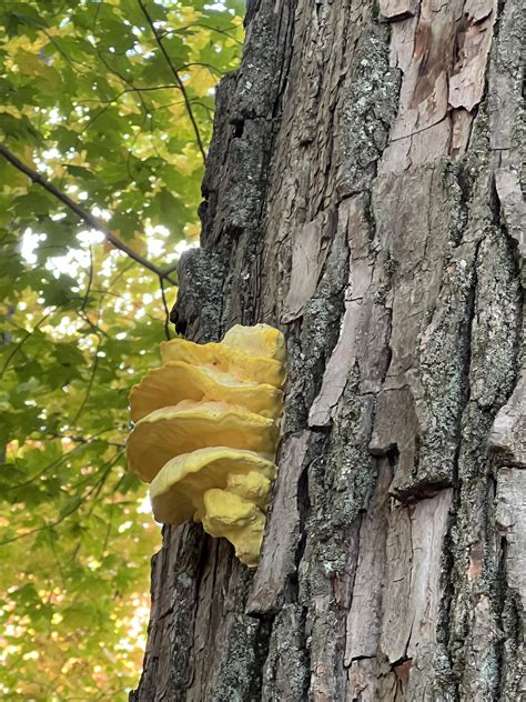 Fungus ID? : r/mycology