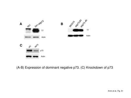 Fig 3 BCL11A acts as a silencer of γ globin gene expression based on