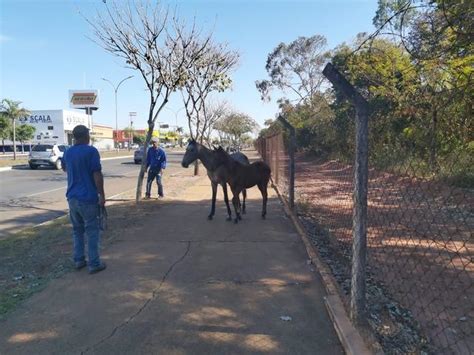 Cavalos Soltos Em Avenina Causa Susto E Quase Provoca Acidente De