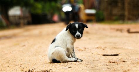 Hypeabis Viral Kasus Rabies Berujung Kematian Kenali Kiat Pencegahan